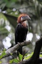 Black-helmeted Hornbill (Ceratogymna atrata), Club-tailed Hornbill, adult, female, perch, South