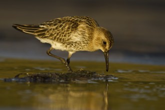 Dunlin (Calidris alpina), Asturias, Spain