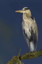 Grey Heron (Ardea cinerea), United Kingdom