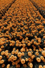 Vibrant orange cempasuchil flowers bloom in neat rows in Xochimilco, Mexico. These traditional