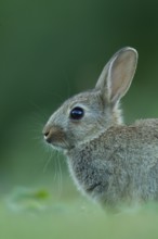 Rabbit (Oryctolagus cuniculus) wild juvenile baby animal resting in grassland in the summer,