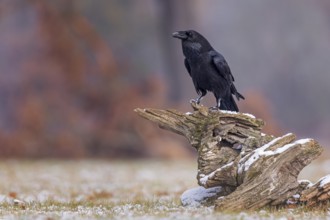 Northern Raven (Corvus corax), Saxony-Anhalt, Germany