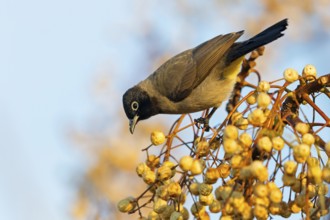 Gelbsteißbülbül, Yellow-vented Bulbul, White-eyed Bulbul, White-spectacled Bulbul, Pycnonotus