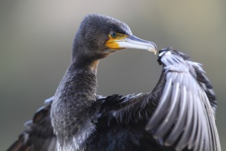 Great Cormorant (Phalacrocorax carbo), North Rhine-Westphalia, Germany