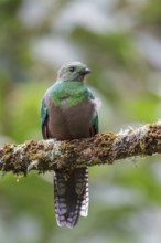 Resplendent Quetzal (Pharomachrus mocinno) perched on a branch in Costa Rica