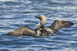 Black-throated Loon (Gavia arctica), Lake Hovsgol, Mongolia