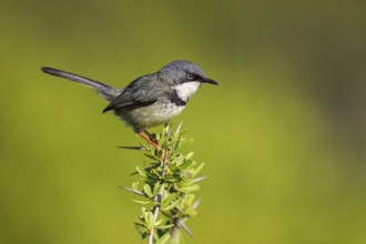 Collared Apalis, (Apalis thoracica), Bar-throated Apalis, Apalis à collier, Apalis acollarado, Addo