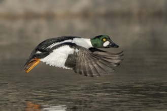 Common Goldeneye (Bucephala clangula) male flying, Alaska, USA