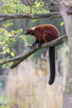 A Red-ruffed lemur, Varecia rubra, sits on the branch of a tree