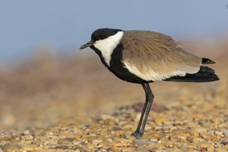 Spur-winged Lapwing, Hoplopterus spinosus, Vanellus spinosus, Israel