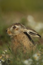European brown hare (Lepus europaeus) juvenile leveret animal resting in grassland in summer,
