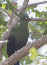 Guinea Turaco (Tauraco persa), Gambia