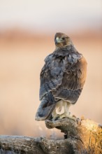 Bonelli's Eagle (Aquila fasciata) juvenile, Castile-La Mancha, Spain