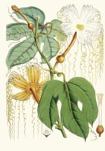 Hodgsonia heteroclita, Chinese lard seed, perennial climbing plant (liana) from the gourd family