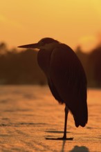 Grey Heron (Ardea cinerea), Berlin, Germany