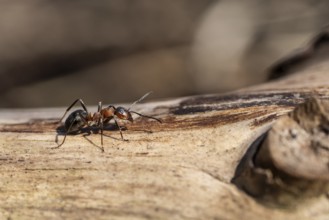 Red Wood Ant (Formica rufa), Emsland, Lower Saxony, Germany