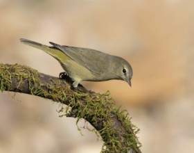 Orange-crowned Warbler, Oreothlypis celata, perched in the fall, in Saskatoon, Saskatchewan, Canada