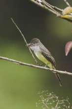 Short-crested Flycatcher (Myiarchus ferox), Ecuador