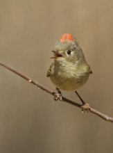 A Ruby-crowned Kinglet, Regulus calendula, singing, on a red osier branch in Saskatoon,