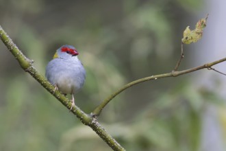 Red-browed Finch (Neochmia temporalis), Queensland, Australia