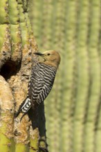 Gila Woodpecker Melanerpes uropygialis Tucson, Pima County, Arizona, United States 11 May Adult