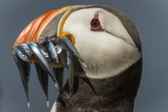 Frailecillo atlantico / Atlantic Puffin (Fratercula artica)