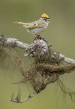 Golden-crowned Kinglet (Regulus satrapa) male perched on lichen covered branch, British Columbia,