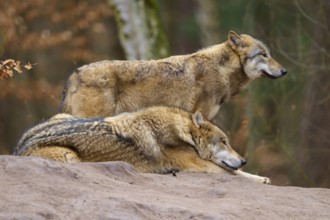 Two wolves on a rock, one lying and the other standing, surrounded by autumnal forest landscape,