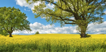 Solitary oaks in blooming rapeseed field under blue sky with cumulus clouds, Burgenlandkreis,