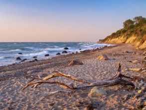 Natural secluded stretch of coast with cliffs and driftwood on the beach in the evening light,