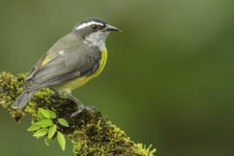 Bananaquit (Coereba flaveola) perched on a branch in Costa Rica