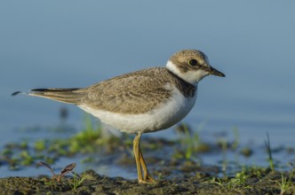 Little Ringed Plover (Charadrius dubius), Schleswig-Holstein, Germany