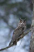 Long-eared Owl (Asio otus) captive, Bavaria, Germany