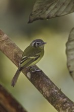 Marble-faced Bristle Tyrant (Pogonotriccus ophthalmicus), Ecuador