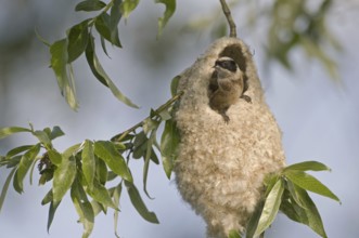 Eurasian Penduline Tit (Remiz pendulinus) male, Brandenburg, Germany