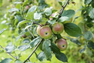 Bremervörder Winterapfel, apple, old variety, Germany