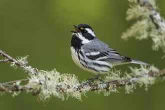 Black-throated Gray Warbler (Dendroica nigrescens) perched on a branch in British Colombia, Canada