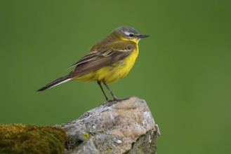 Western Yellow Wagtail (Motacilla flava), North Rhine-Westphalia, Germany