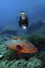 Diver observes dusky grouper (Epinephelus marginatus) at close range, Mediterranean Sea, Cabrera