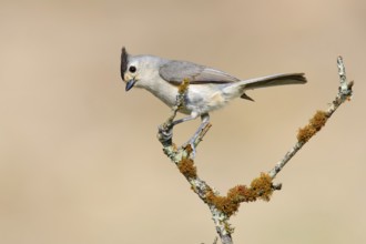 Black-crested Titmouse (Baeolophus atricristatus), Texas, USA