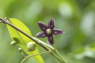 Periploca graeca (Periploca graeca), Stork Botanical Garden for the Blind, Germany