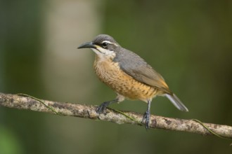 Victoria's Riflebird (Ptiloris victoriae) female, Queensland, Australia