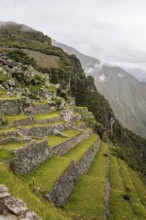 Terraces used for farming at Machu Picchu, Machu Picchu, Cusco Region, Peru