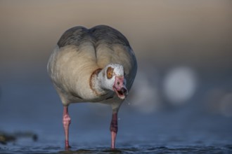 Egyptian Goose (Alopochen aegyptiaca), Schleswig-Holstein, Germany