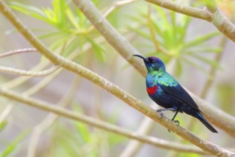 Glossy Sunbird, Perching Warbler, (Nectarinia habessinica), Middle East, Oman, Ayn Razat, Salalah,