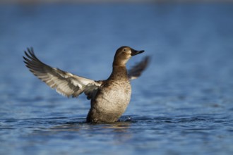 Common Pochard (Aythya ferina) female, Bavaria, Germany