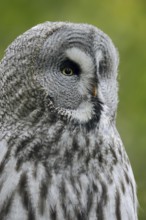 Great grey owl (Strix nebulosa), portrait, captive, Lower Saxony, Germany