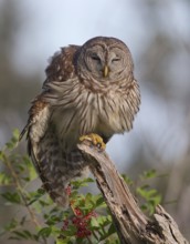 Barred Owl (Strix varia), Florida, USA