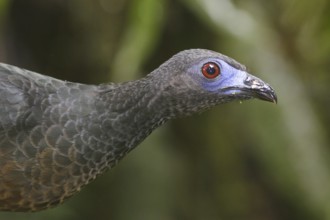 Sickle-winged Guan (Chamaepetes goudotii), Ecuador