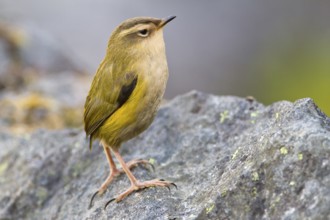 New Zealand Rockwren (Xenicus gilviventris) juvenile, South Island, New Zealand